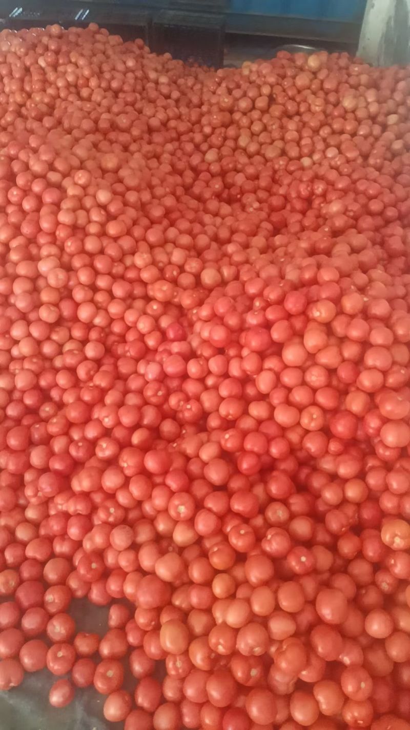 硬粉西红柿产地直销量大质优价格优惠一手货源欢迎采购