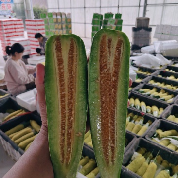 羊角蜜甜瓜博洋六一甜瓜电商市场种植产地量大口感好包棚定货