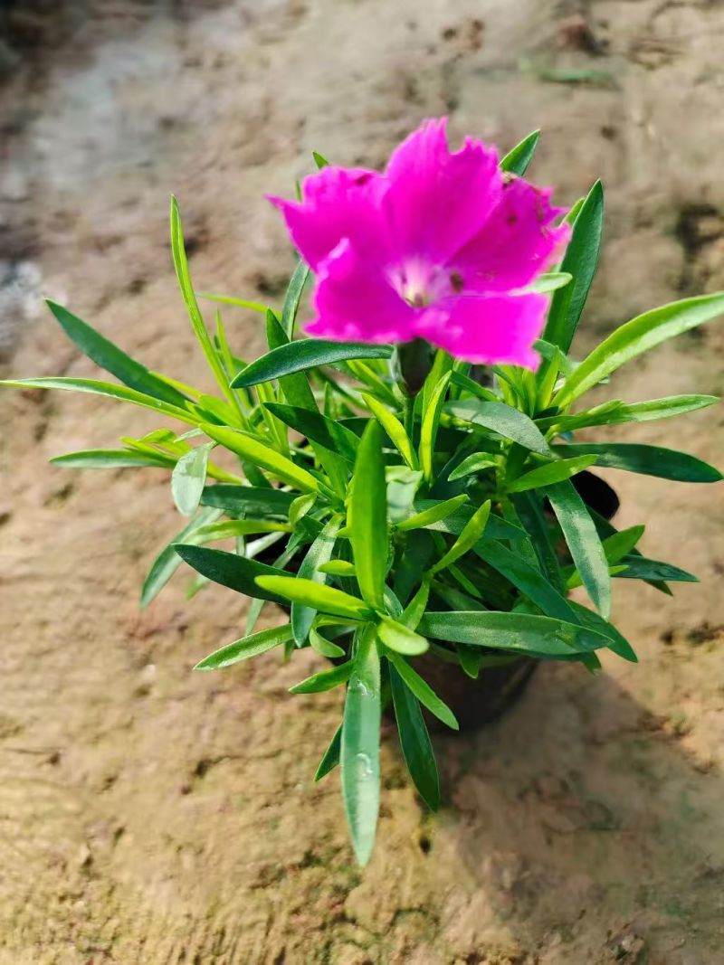 绿化苗木欧石竹！耐寒耐旱花期长达300天左右