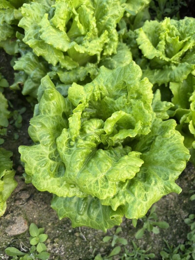 精品生菜广东深圳产地直供质量保证自己种植现摘现发包邮