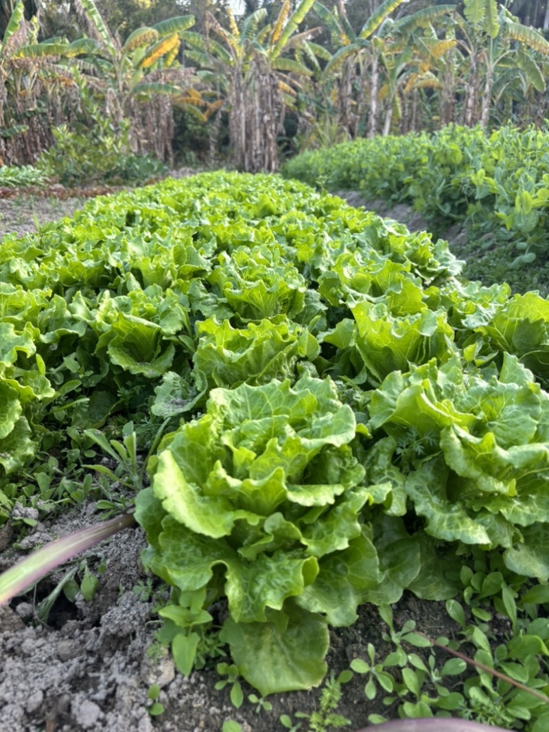 精品生菜广东深圳产地直供质量保证自己种植现摘现发包邮