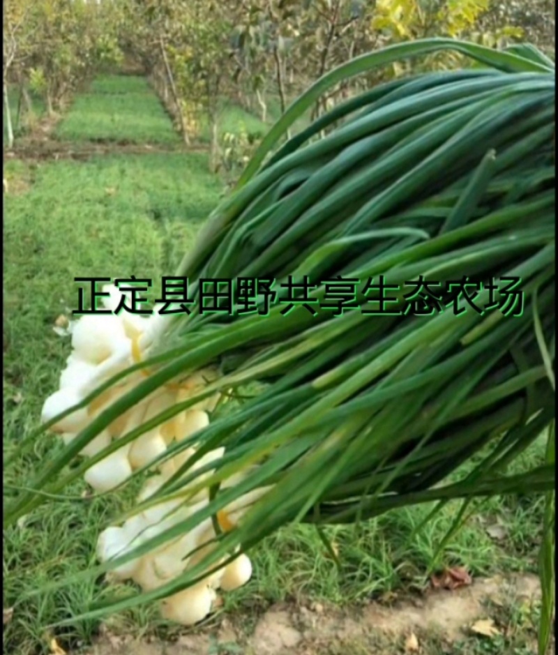 正定县田野共享生态农场，野蒜，小根蒜野香葱薤白现挖现卖。