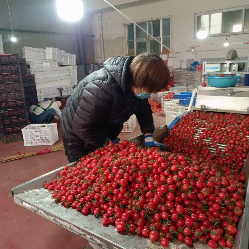 【实力】千喜圣女果粉玉T七4色小番茄现摘现发机选产地量大