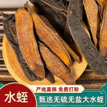 中药材蚂蟥水蛭干货金边水蛭无盐无矾水蛭粉正品清水吊干批发