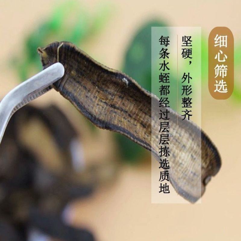 中药材蚂蟥水蛭干货金边水蛭无盐无矾水蛭粉正品清水吊干批发