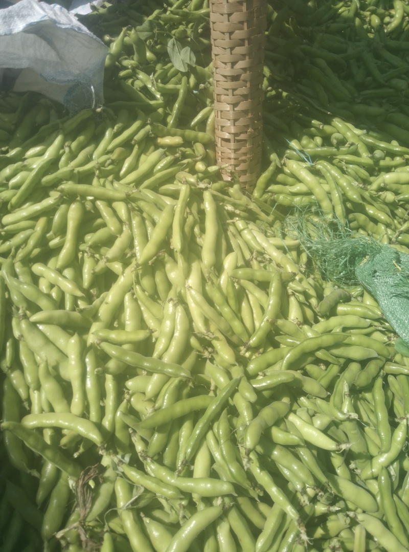 精品蚕豆