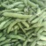 新鲜蚕豆