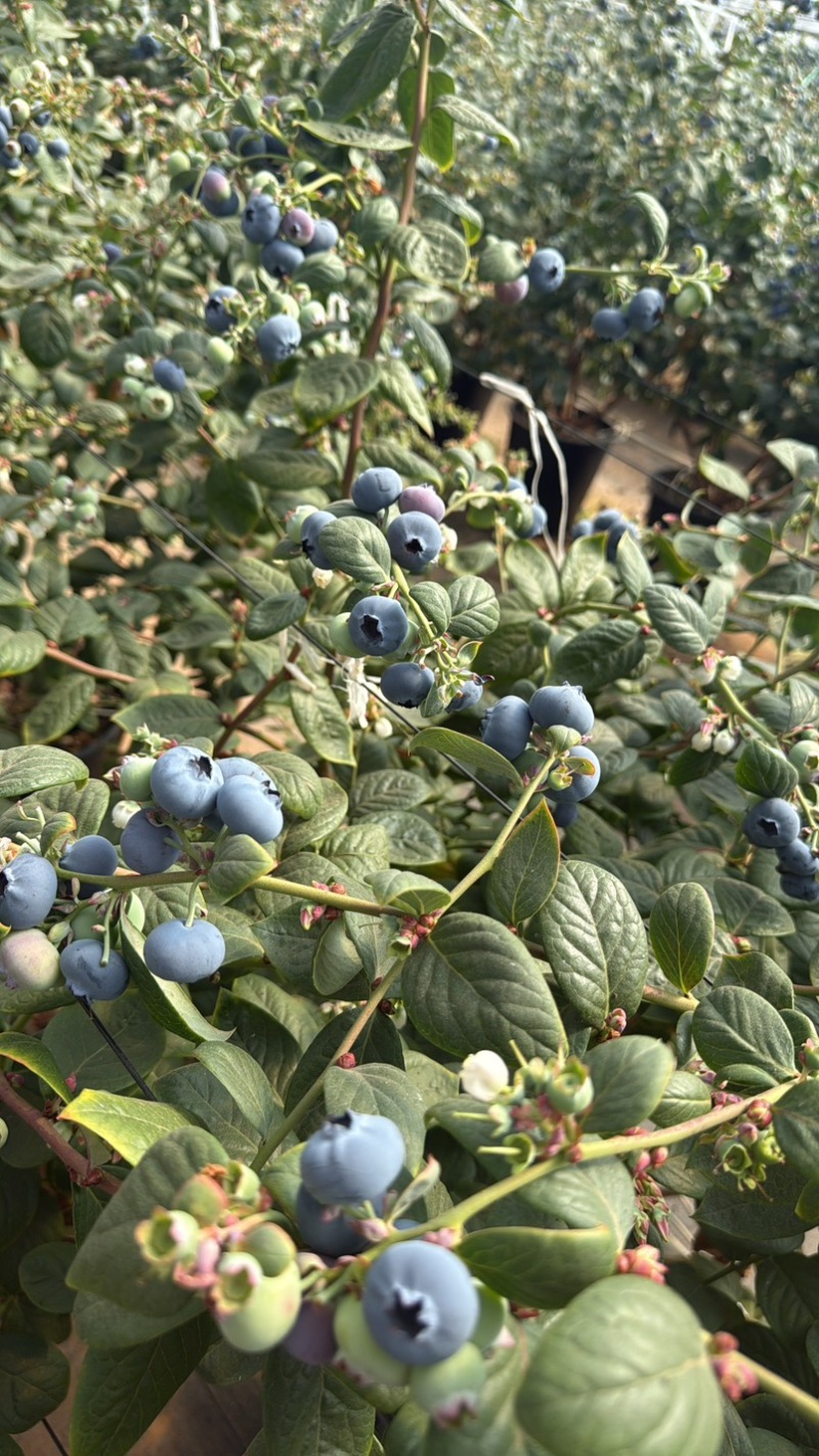 精品蓝莓L25L11F6每天一吨起