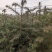 优质杉树苗一年苗二年苗，成活率高基地直供品质优可