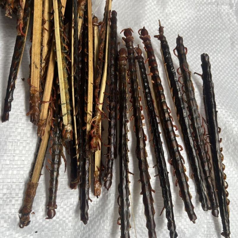 蜈蚣农产品蜈蚣皮特大条蜈蚣干整条无竹签蜈蚣肉蜈蚣粉中药材