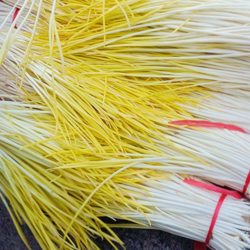 〔优选〕山东蒜黄头茬精品蒜头黄产地现割现发货质量保证对接