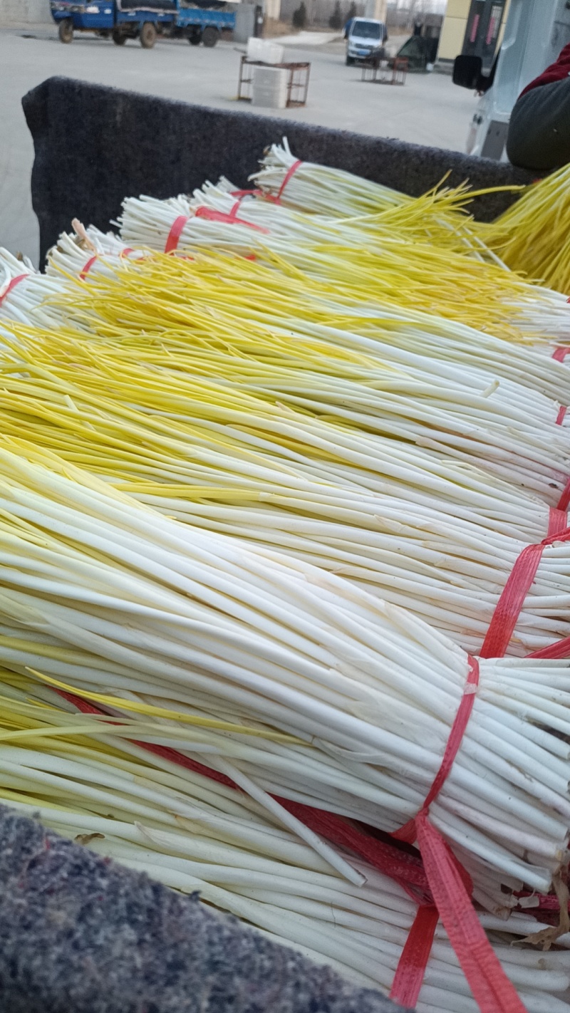 〔优选〕山东蒜黄头茬精品蒜头黄产地现割现发货质量保证对接