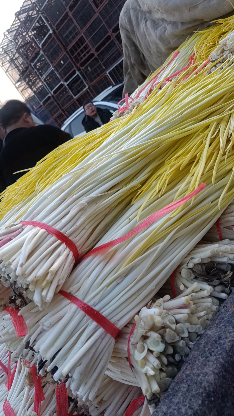 〔优选〕山东蒜黄头茬精品蒜头黄产地现割现发货质量保证对接