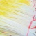 〔优选〕山东蒜黄头茬精品蒜头黄产地现割现发货质量保证对接