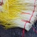 〔优选〕山东蒜黄头茬精品蒜头黄产地现割现发货质量保证对接