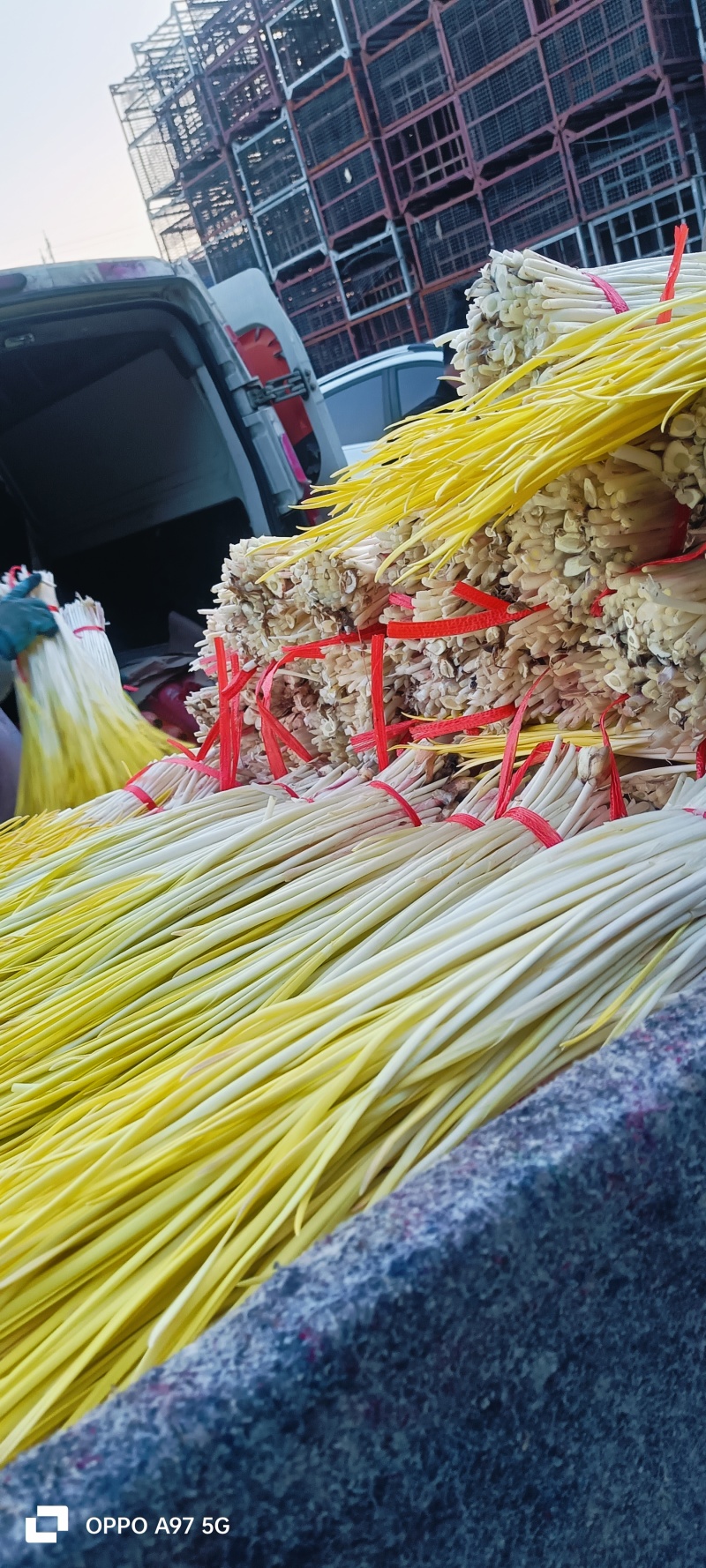 〔优选〕山东蒜黄头茬精品蒜头黄产地现割现发货质量保证对接