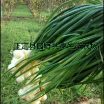 正定县田野共享生态农场，野蒜，小根蒜野香葱薤白现挖现卖。