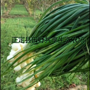 正定县田野共享生态农场，野蒜，小根蒜野香葱薤白现挖现卖。