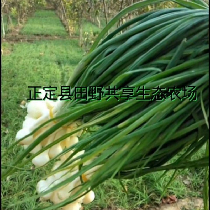 正定县田野共享生态农场，野蒜，小根蒜野香葱薤白现挖现卖。