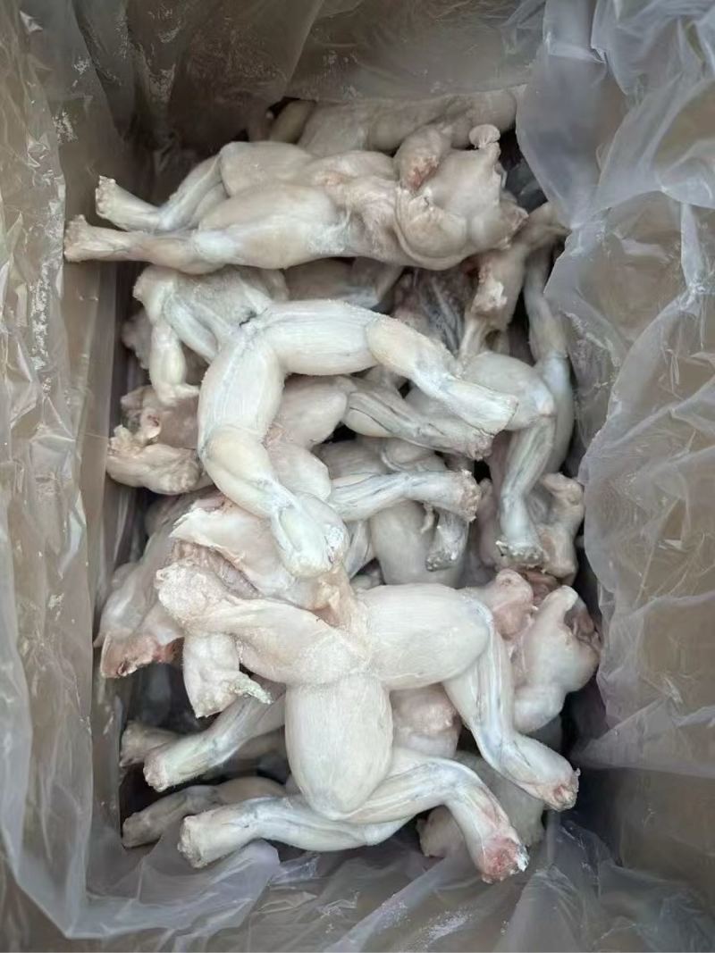牛蛙，货源稳定，价格实惠。连云港海头发货