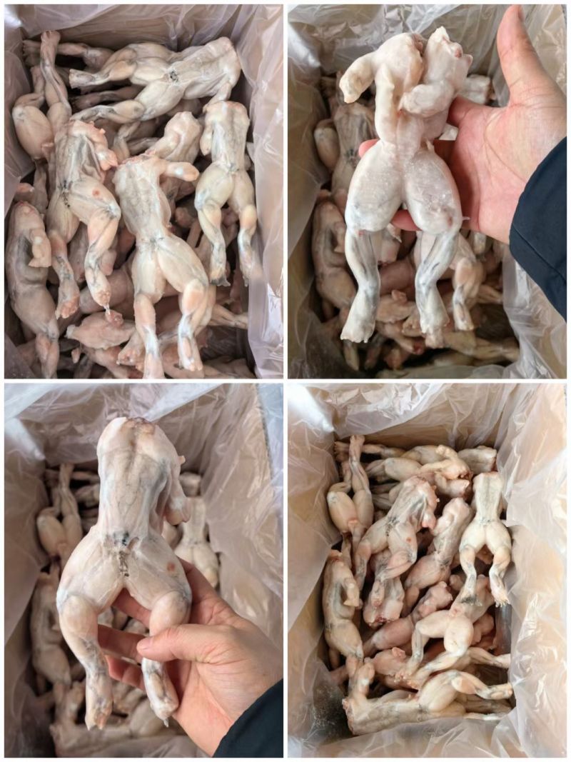 牛蛙，货源稳定，价格实惠。连云港海头发货
