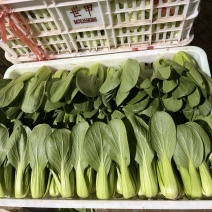 蚌埠精品上海青