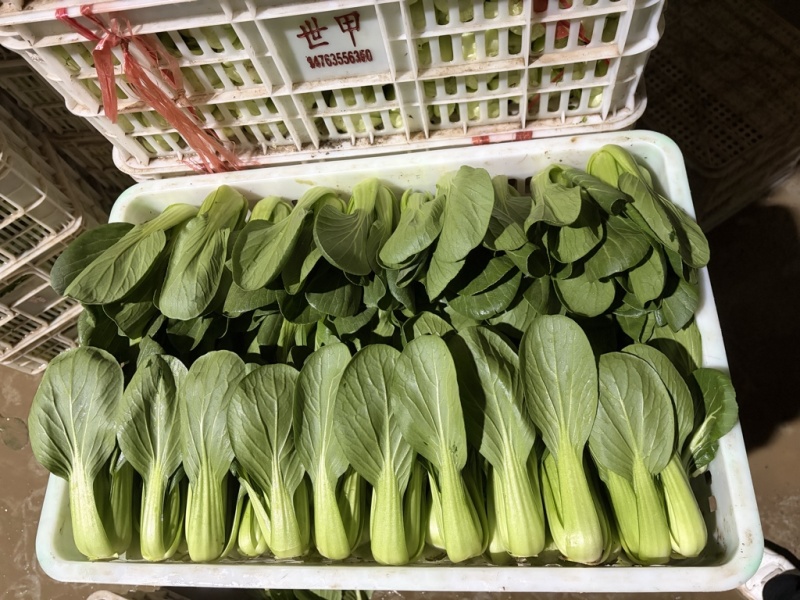 蚌埠精品上海青