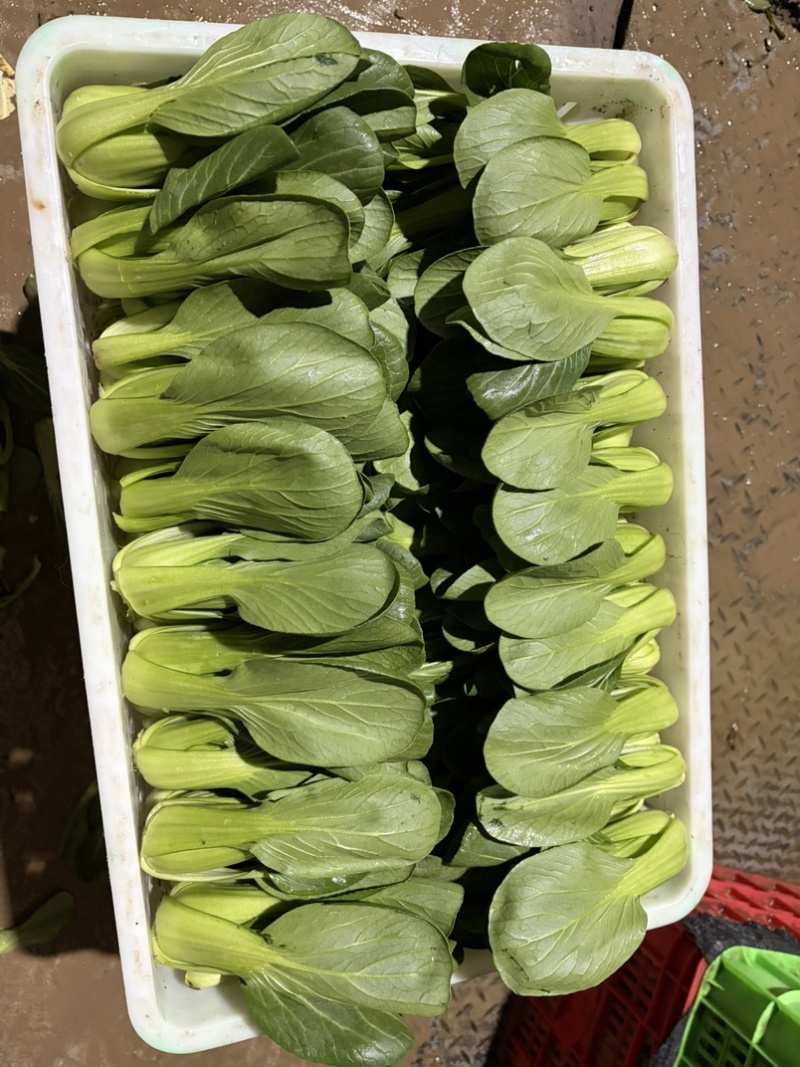 蚌埠精品上海青