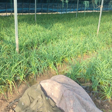自家种植蒜苗，需要的联系
