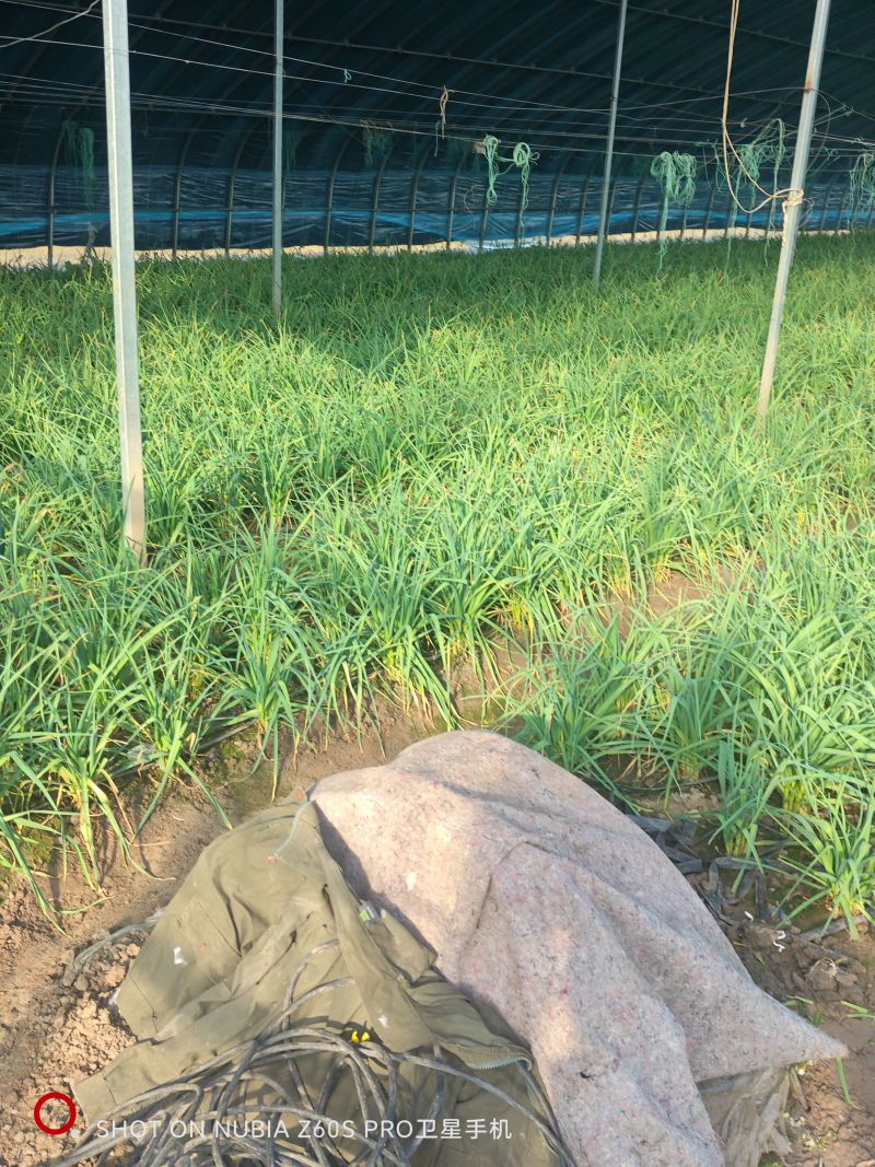 自家种植蒜苗，需要的联系