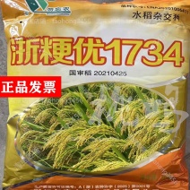 批发杂交水稻种子浙粳优1734圆粒杂交粳稻优质高产抗倒