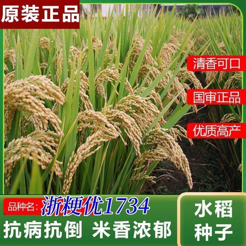 批发杂交水稻种子浙粳优1734圆粒杂交粳稻优质高产抗倒
