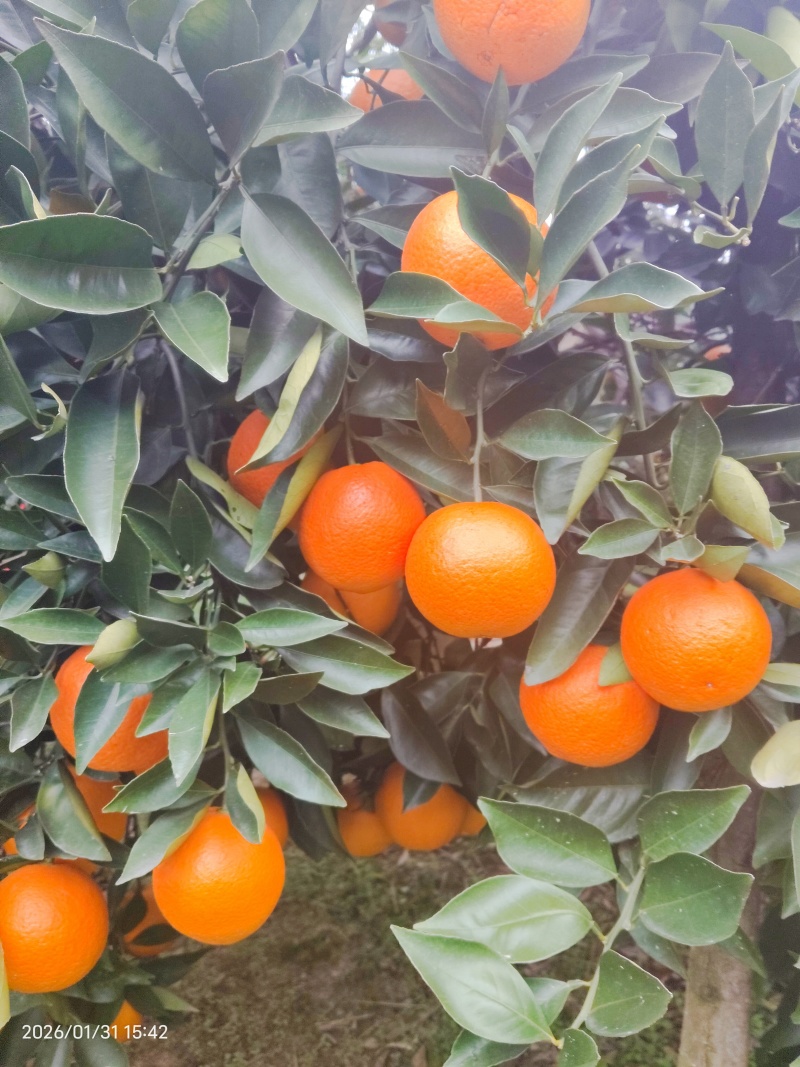 蜜香橙甜蜜蜜的橙子！自家种的口感**