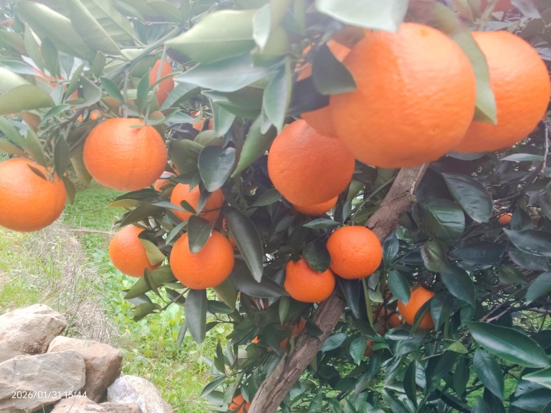 蜜香橙甜蜜蜜的橙子！自家种的口感**