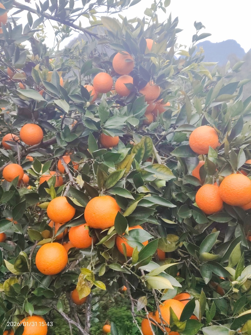 蜜香橙甜蜜蜜的橙子！自家种的口感**