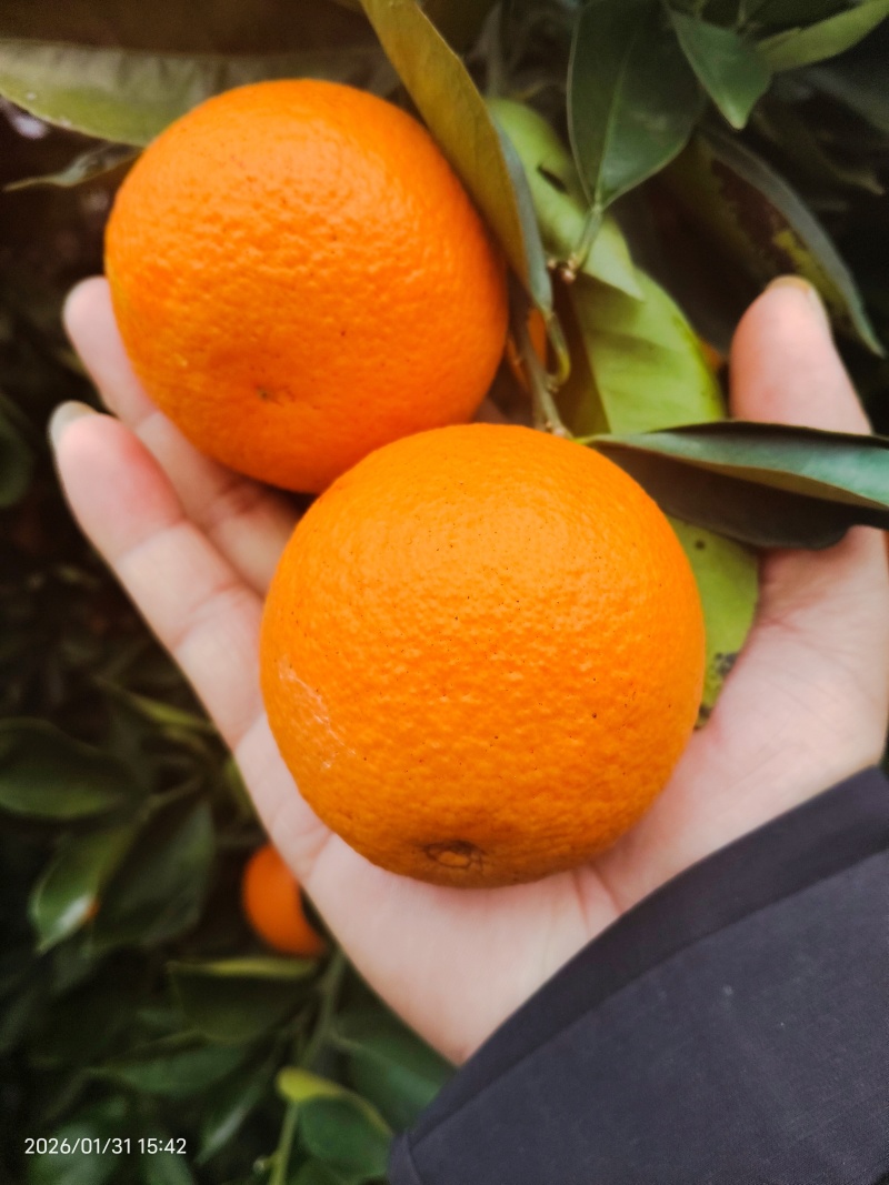 蜜香橙甜蜜蜜的橙子！自家种的口感**