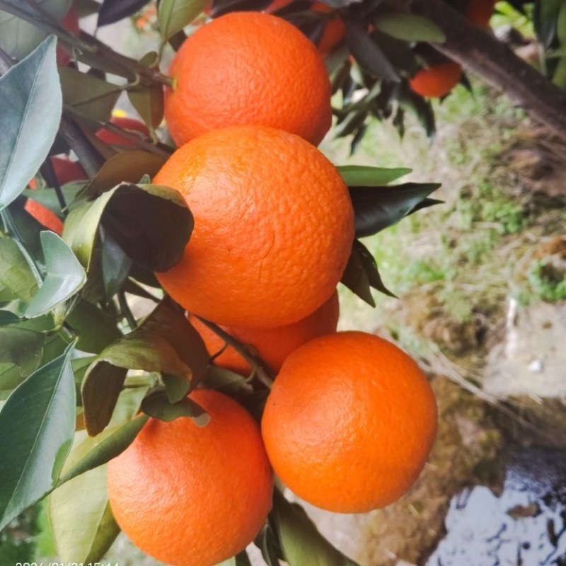 蜜香橙甜蜜蜜的橙子！自家种的口感**