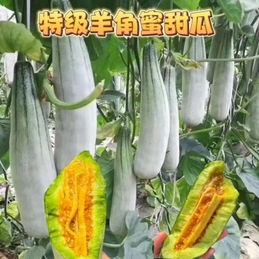 山东聊城莘县产地直发，博洋甜瓜，羊角蜜甜瓜
