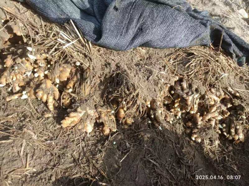 高山红芽仔姜姜种产地直发