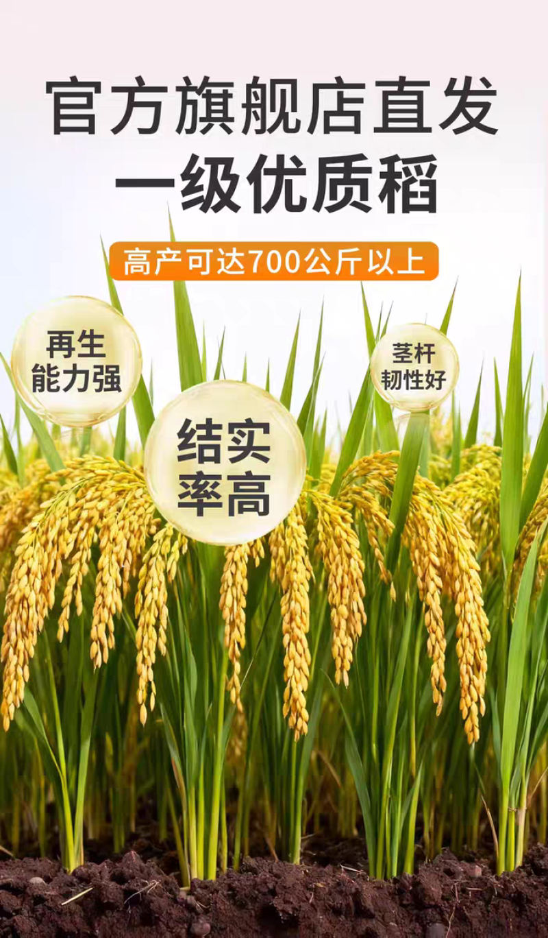 圆粒珍珠香米水稻种子南粳9308优质高产抗倒
