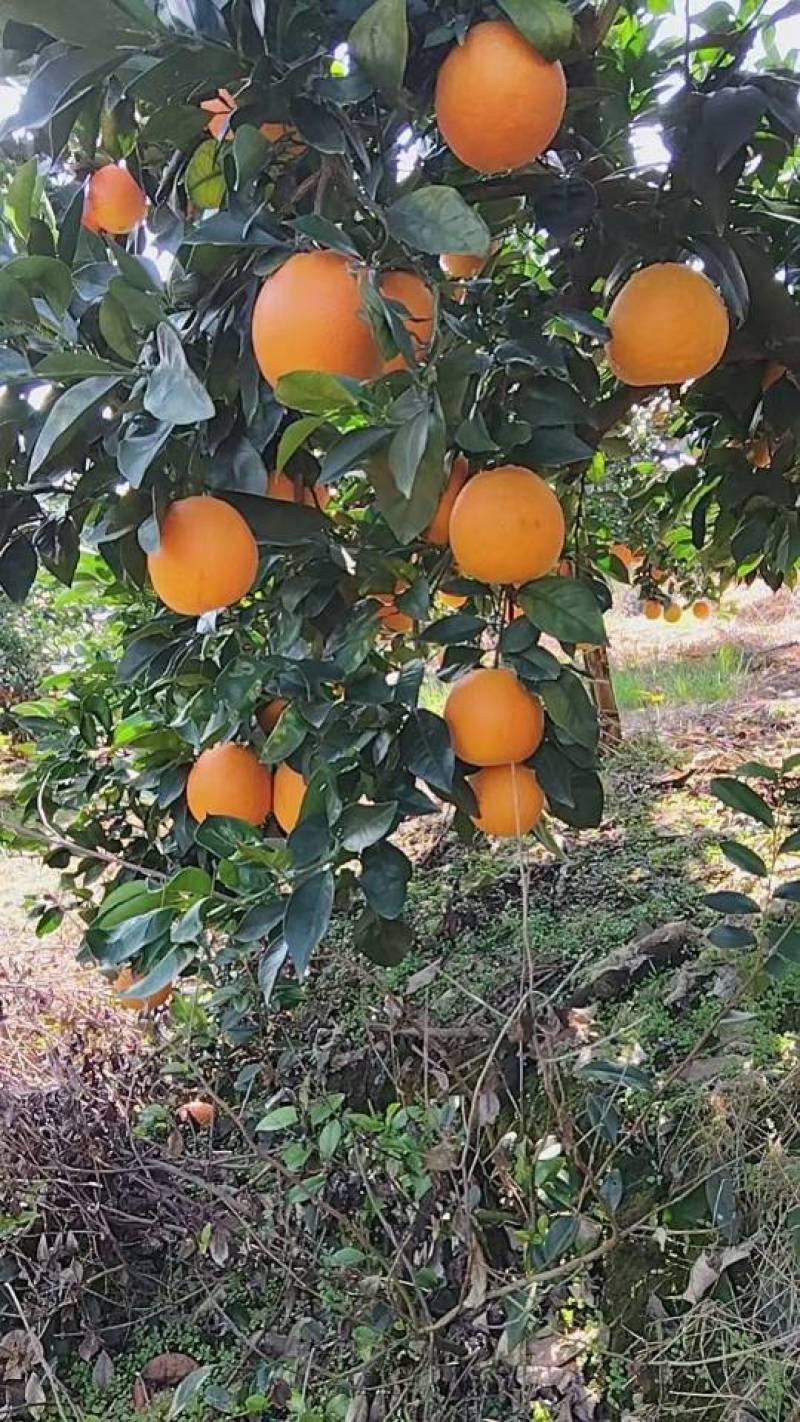 7904黄心脐橙，都是70大果子下单10斤起。