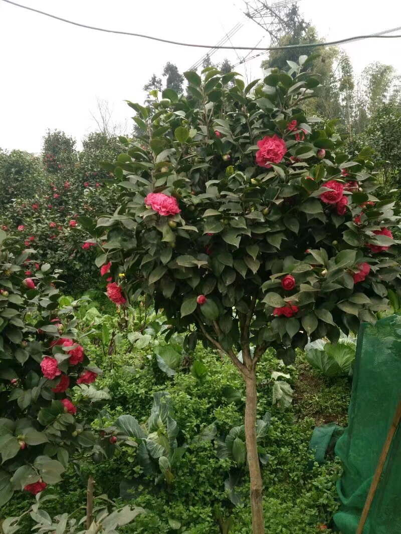 山茶花树#树龄#十几年#二十几年大量有货欢迎咨询