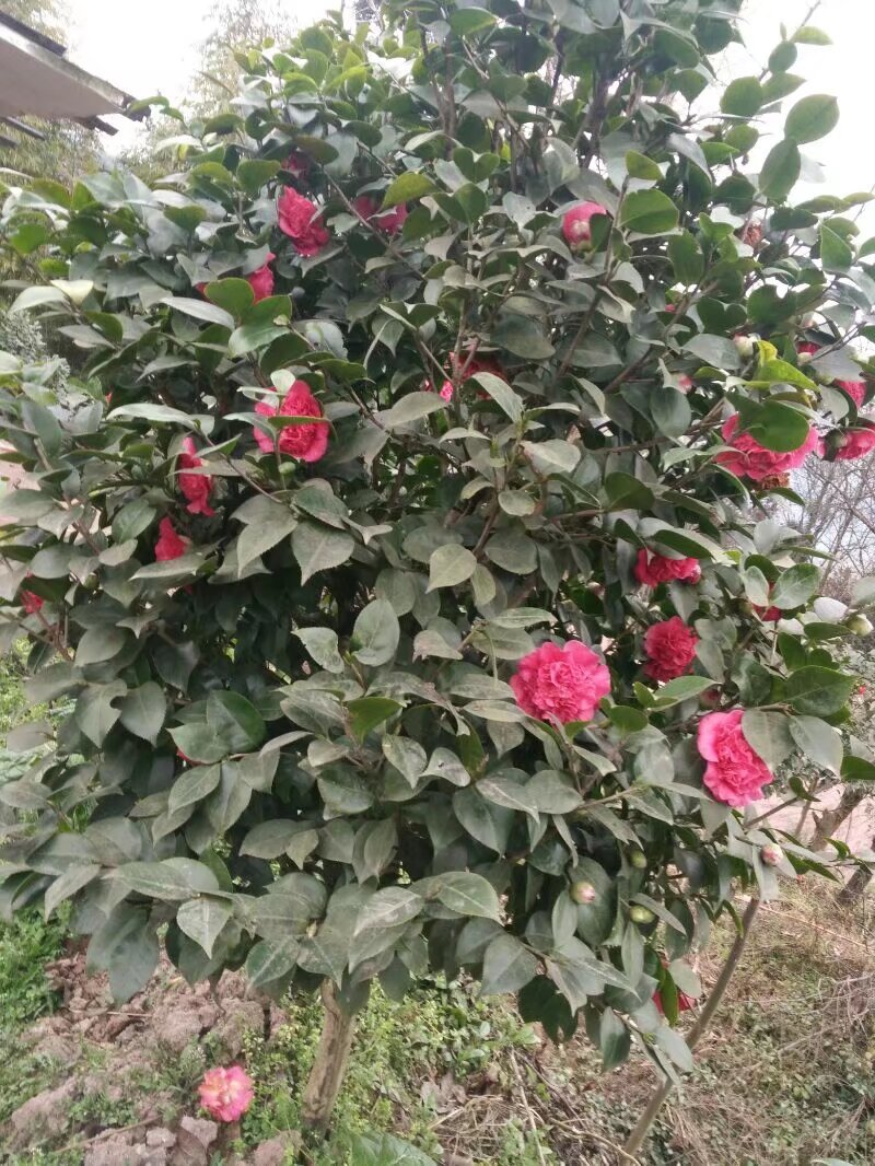 山茶花树#树龄#十几年#二十几年大量有货欢迎咨询