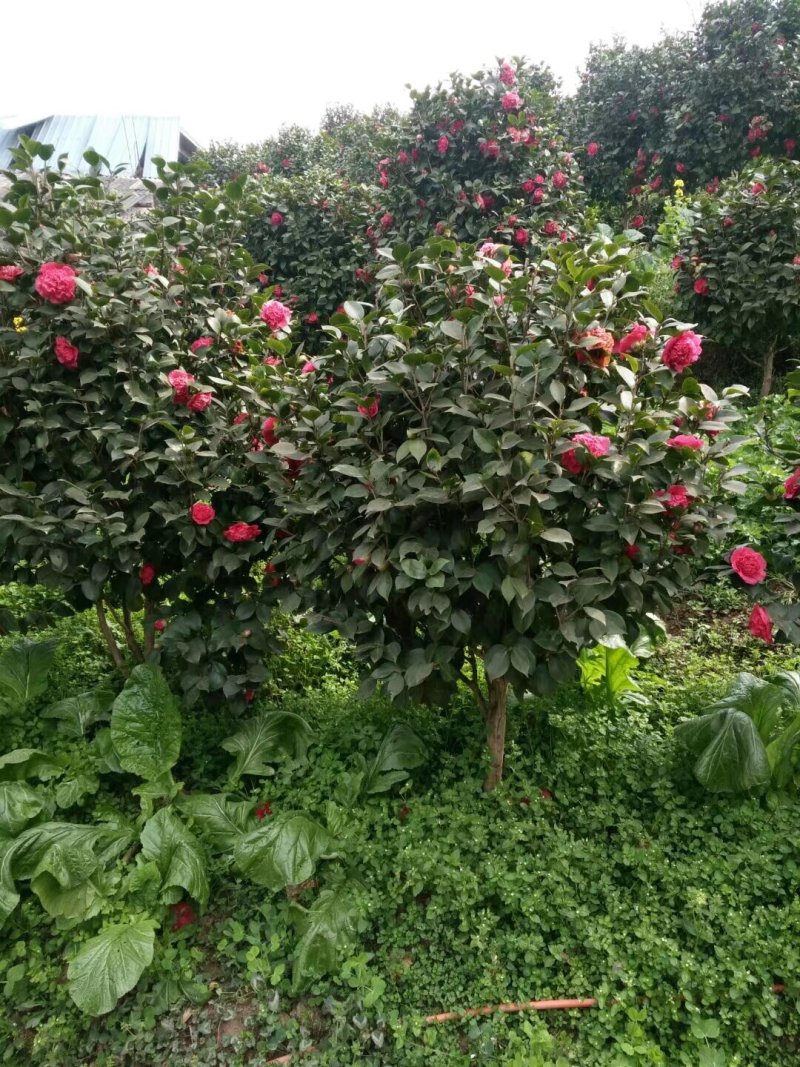 山茶花树#树龄#十几年#二十几年大量有货欢迎咨询