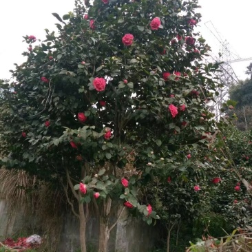 山茶花树#树龄#十几年#二十几年大量有货欢迎咨询
