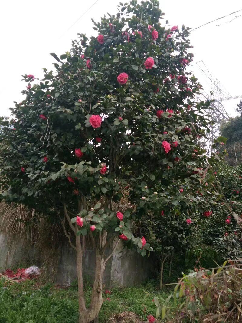 山茶花树#树龄#十几年#二十几年大量有货欢迎咨询