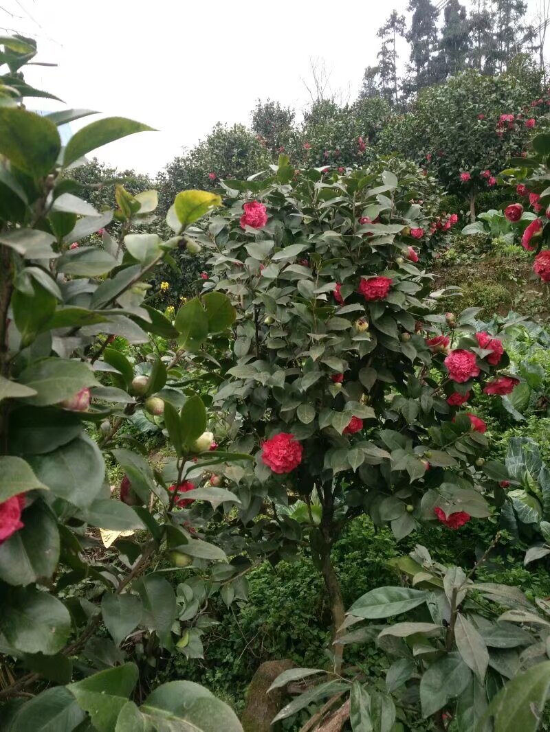 山茶花树#树龄#十几年#二十几年大量有货欢迎咨询