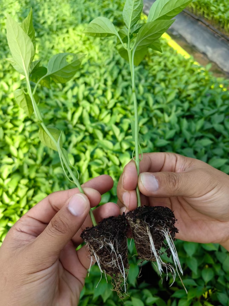 【牛商推荐】蚯蚓粪禽畜粪便肥料禽畜粪便肥料有机肥