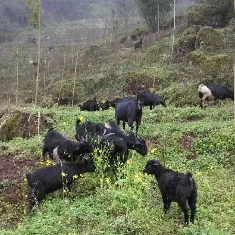 纯放养黑山羊#每天几座山那种欢迎采购咨询