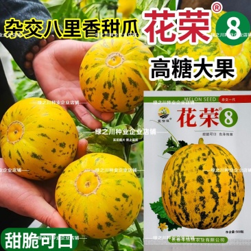 丰信恒花荣8号甜瓜种子特甜超甜八里香杂交大果高糖硬度香瓜